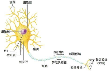 神經細胞形狀|神經元細胞:說明,神經元分類,細胞結構,組成結構,樹突,軸突,